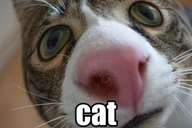 distorted image of a cat, labelled 'cat'